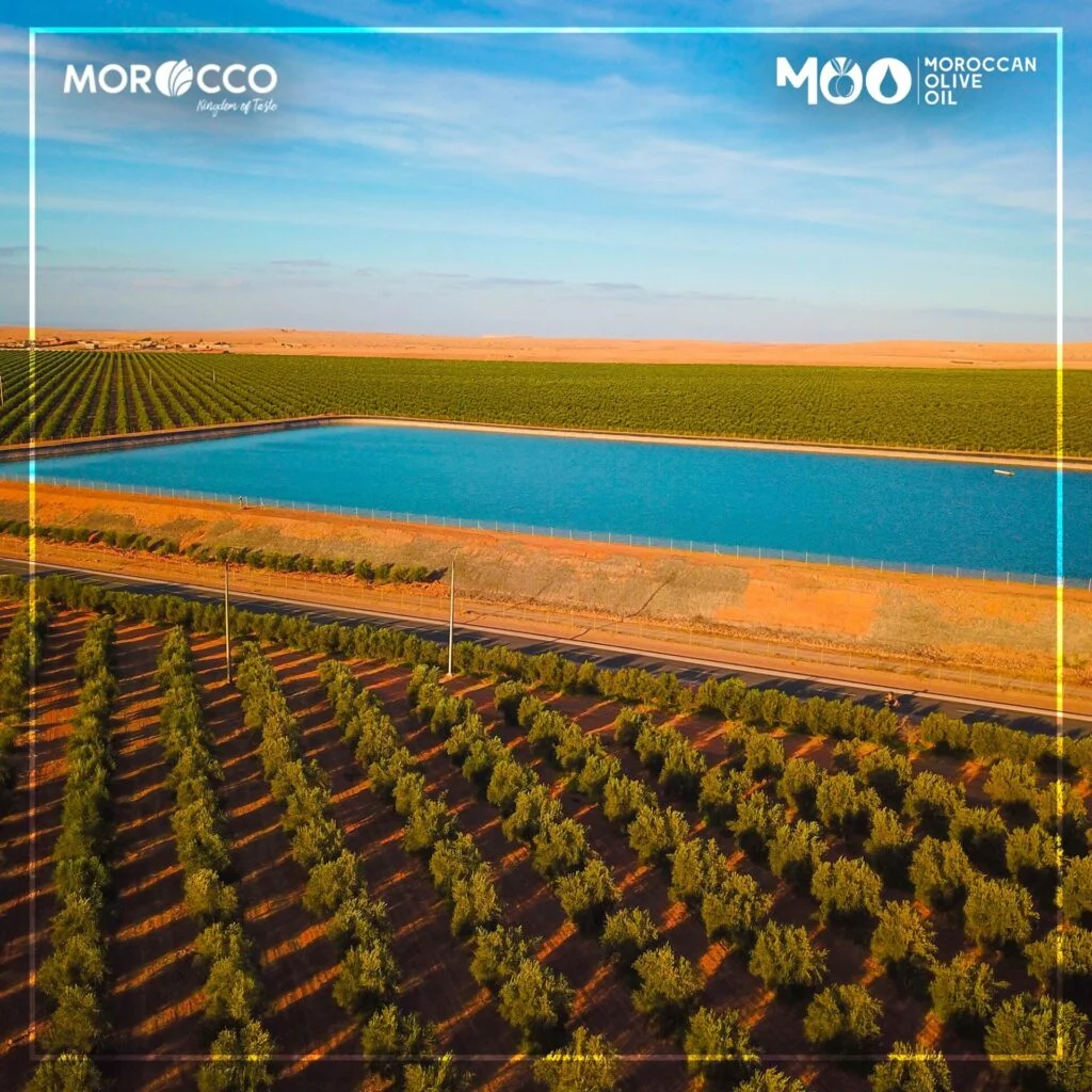 moroccan olive oil product in morocco (2)